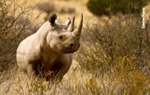 The big… 4? Africa’s Rhino crisis